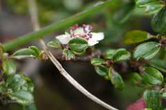 Cotoneaster brandisii